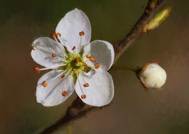white flower in the meadow