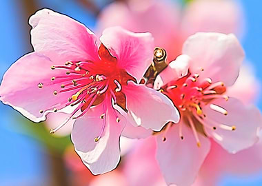 peach blossom in spring