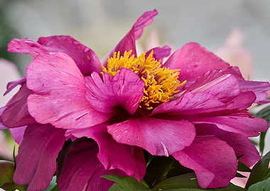 peony in the garden