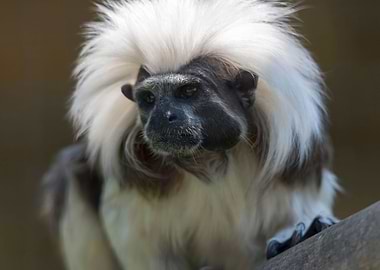 tamarin