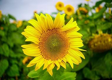 Yellow Sunflower Flower