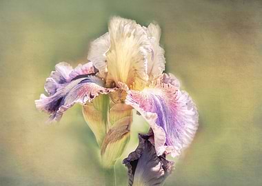 iris gladiolus