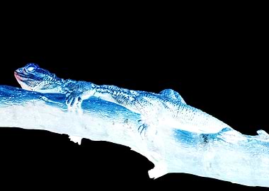 pogona vitticeps bearded