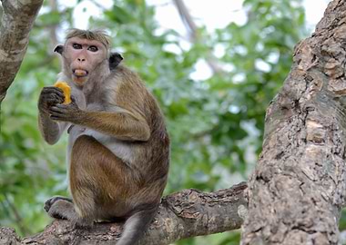 monkey on tree