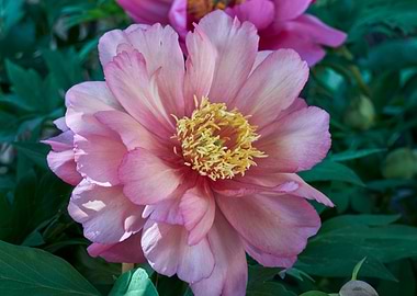 peony in the garden