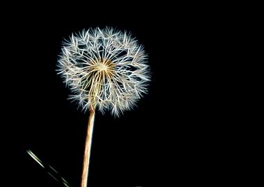 dandelion in the meadow