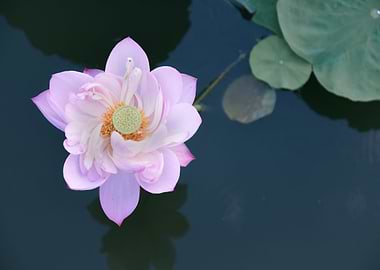 Lotus Flower in water