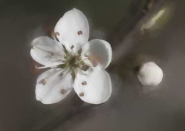 white flower in the meadow