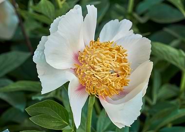 peony in the garden