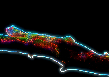 pogona vitticeps bearded