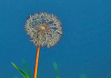 dandelion in the meadow
