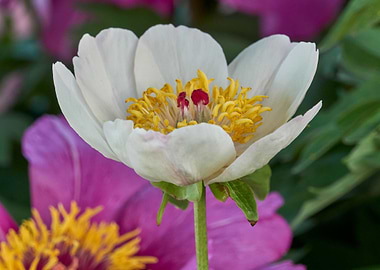 peony in the garden