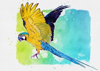 Macaw Ara Yellow Blue