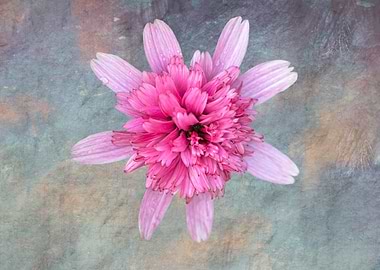 isolated pink flower