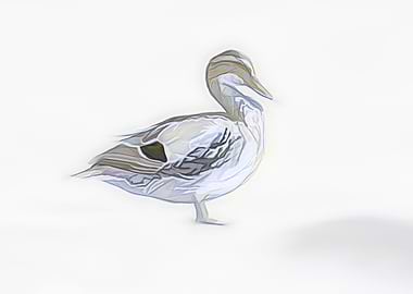 duck on rock at lake