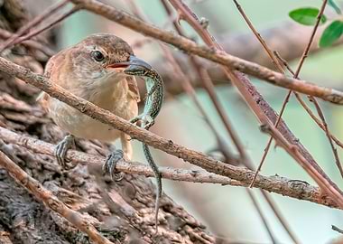 warbler bird eating lizard