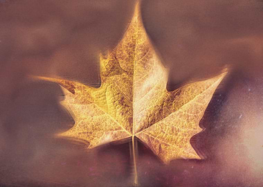 autumn leaf background