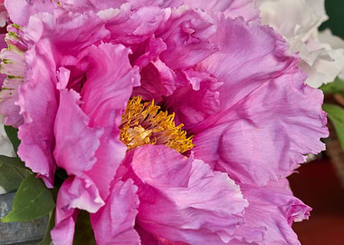 peony in the garden