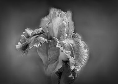 iris gladiolus