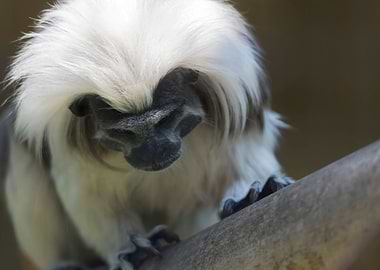 tamarin with a crown