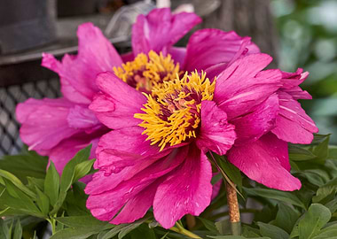 peony in the garden