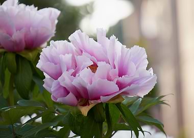 peony in the garden