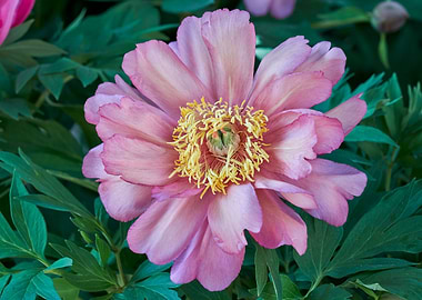 peony in the garden