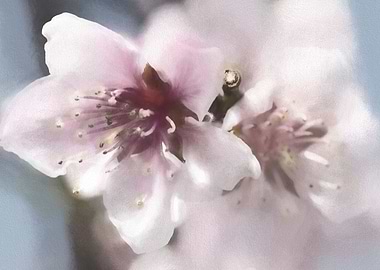 peach blossom in spring