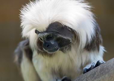 tamarin with a crown