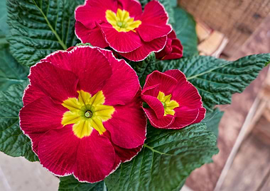 colorful primroses