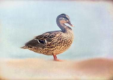 duck on rock at lake