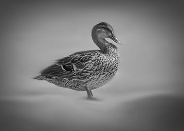 duck on rock at lake