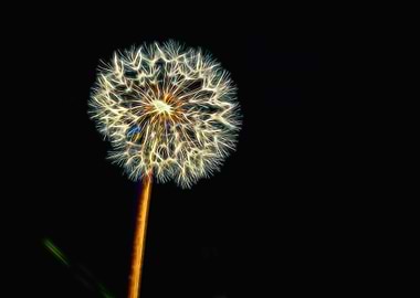 dandelion in the meadow