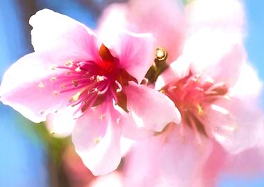 peach blossom in spring