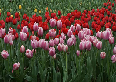 Tulps Flowers Spring