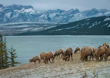 Big Horn Sheep Grazing