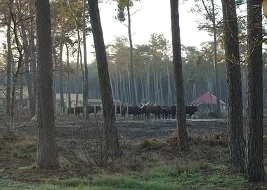 Wildlife at Beekse bergen