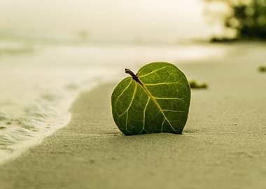Beach Leaf