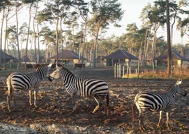 Wildlife at Beekse bergen