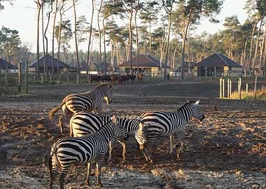 Wildlife at Beekse bergen