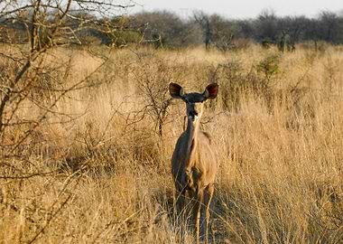 Gazelle is watching us