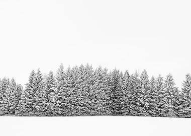 Winter Trees