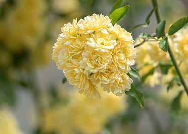 yellow climbing roses
