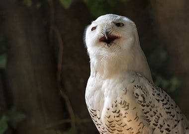 a cute snowy owl