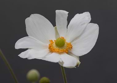 white bracteata roses
