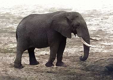 African bush elephant