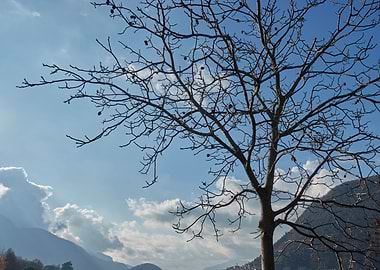 trees without leaves