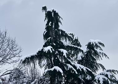 tree and snow in winter