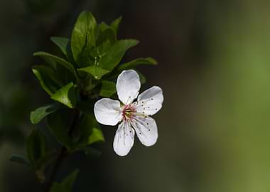 trees with white flowers
