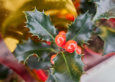 holly in the garden